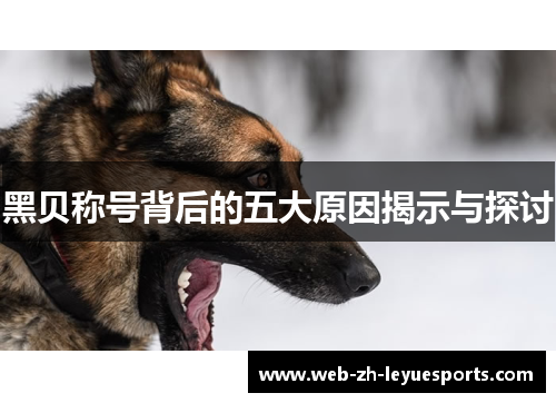 黑贝称号背后的五大原因揭示与探讨 黑贝称号背后的五大原因揭示与探讨